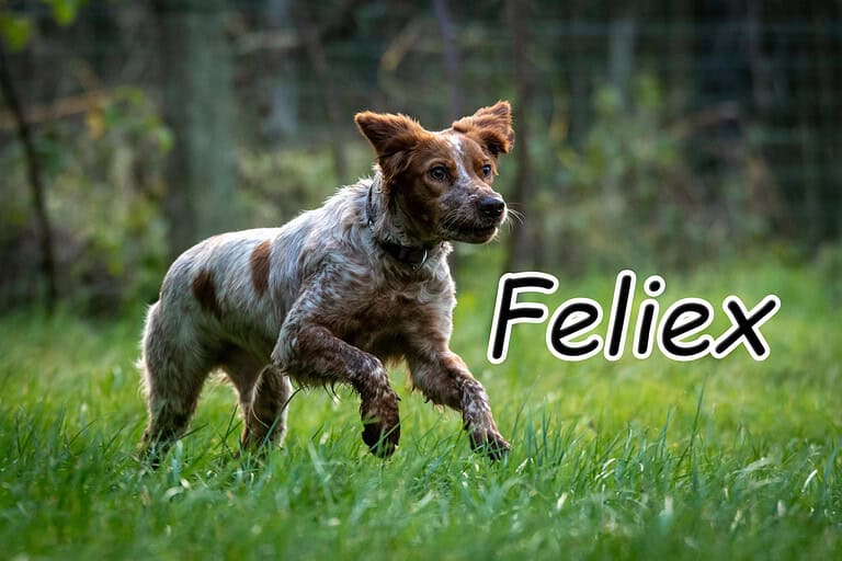 Feliex sucht sein Abenteuer