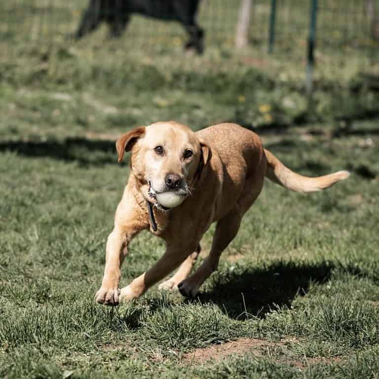 LEO sucht sein Glück