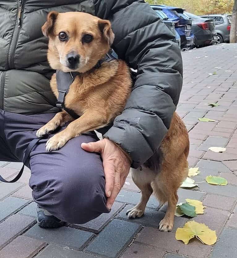 GERALDINE, sehr anhänglich, ruhig