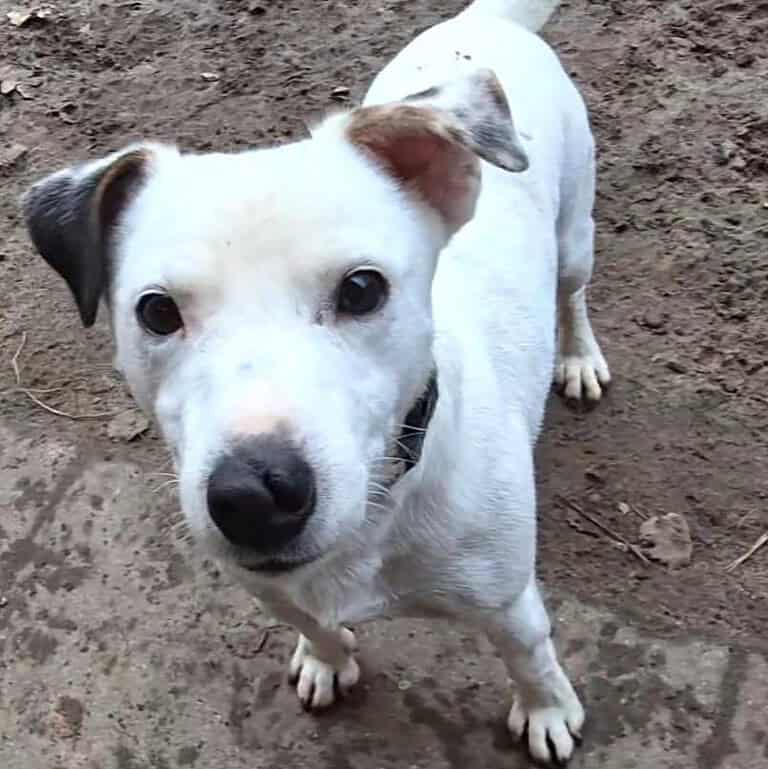 Dobby5 sucht ein Zuhause
