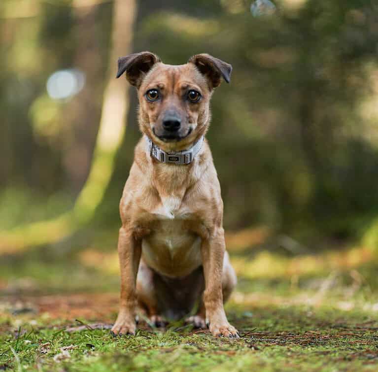 Penny – verspielte, liebe Hündin