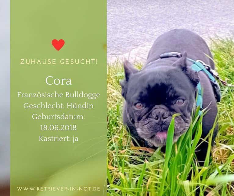 Cora sucht ihr Für-immer Zuhause