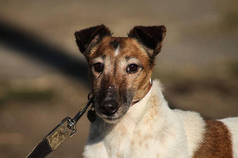 Frida Mix Hündin 6,5 Jahre alt Ungarn