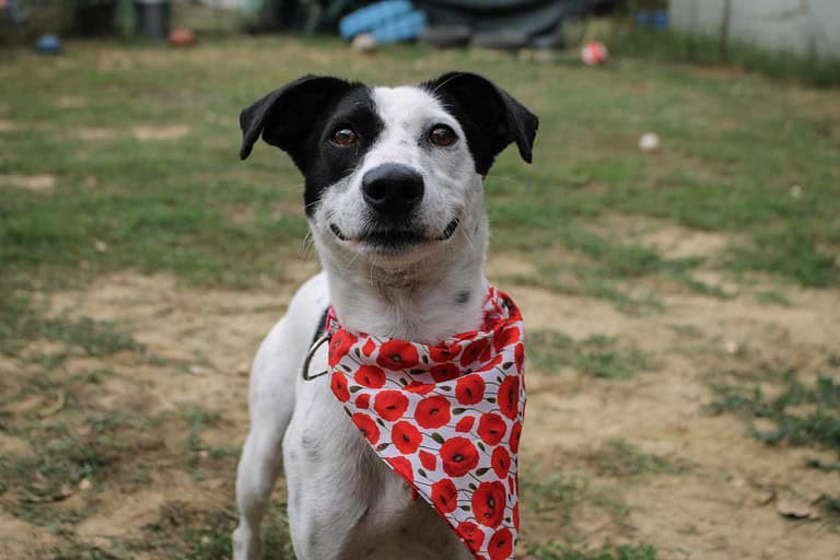 Bella Mix Hündin ca.3 Jahre alt in HU