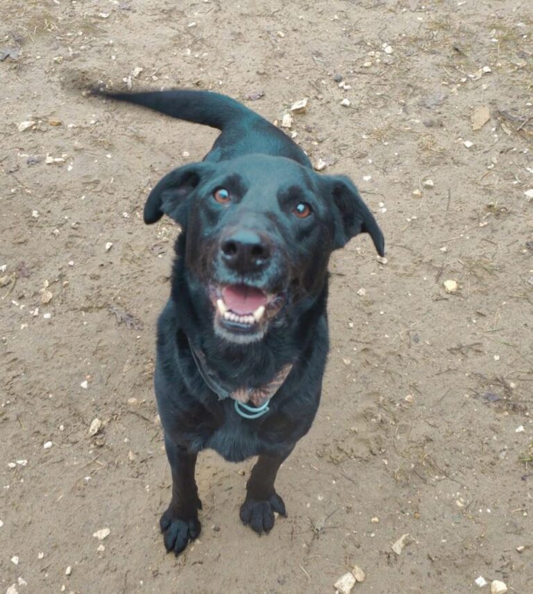 Zorro Labrador Mix Rüde 9 Jahre in HU