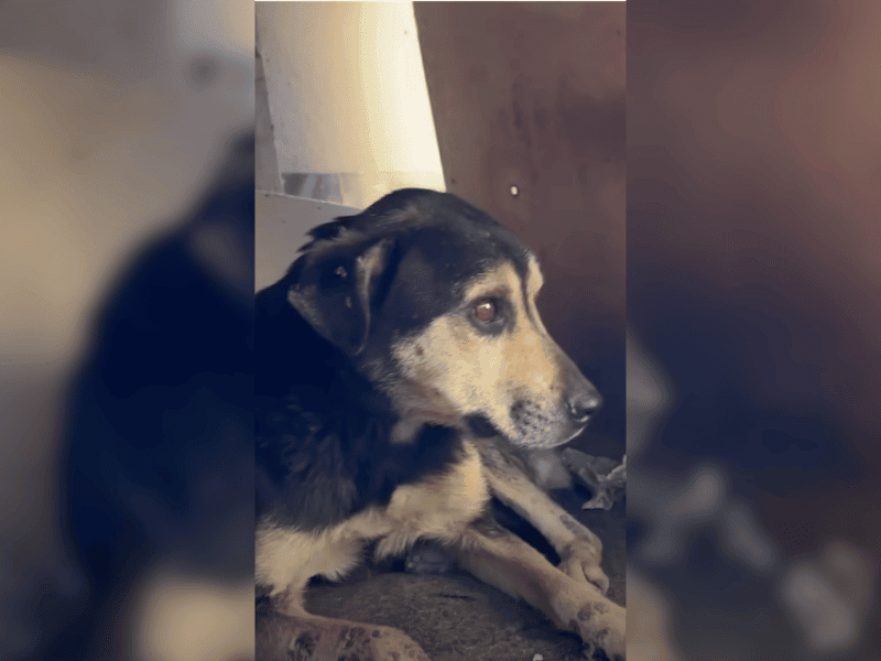 Alter Hund eiskalt ausgesetzt, blüht im neuen Zuhause richtig auf