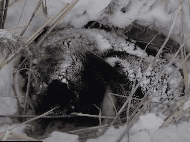 Ehepaar rettet halb erfrorenen Hund aus Schnee, schenkt ihm warmes Zuhause