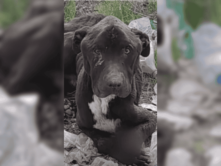 Vergessener Straßenhund erlebt durch Mitgefühl neue Glückseligkeit