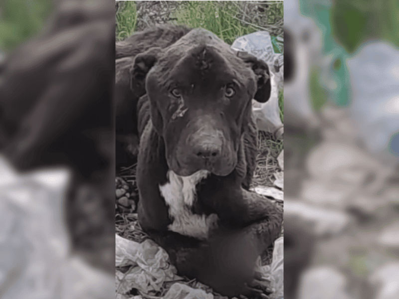 Vergessener Straßenhund erlebt durch Mitgefühl neue Glückseligkeit