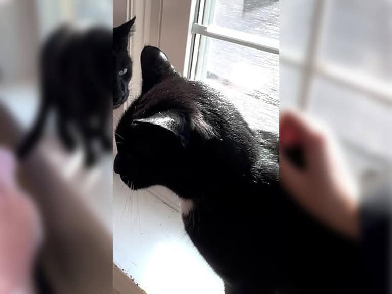 Abergläubische Menschen verweigern schwarzen Katzen ein liebevolles Zuhause