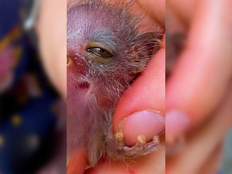 Ausgesetztes Buschbaby überlebt knapp den sicheren Tod