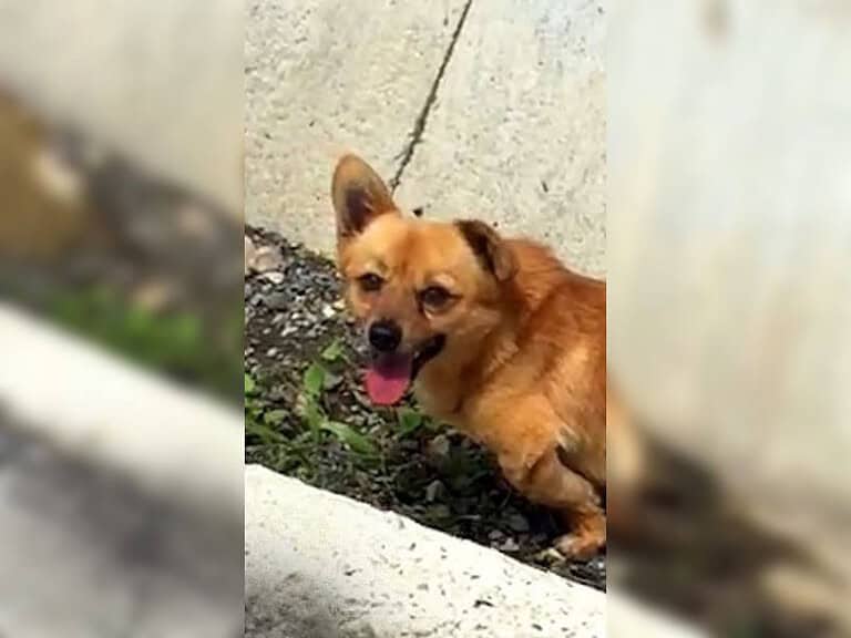 Gelähmter Straßenhund kämpft sich trotz grausamer Fahrerflucht zurück ins Leben