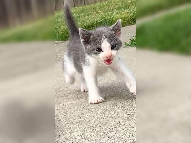 Herzlose Besitzer lassen winzigen Katzenwelpen zum Sterben zurück
