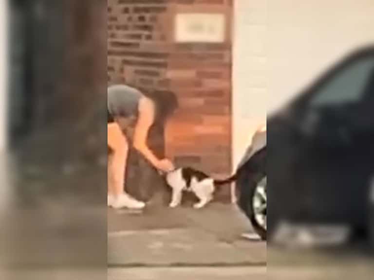 Herzlose Familie lässt kranken Kater einfach zurück