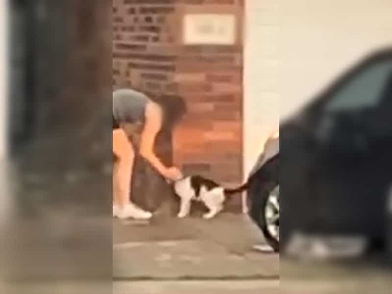 Herzlose Familie lässt kranken Kater einfach zurück