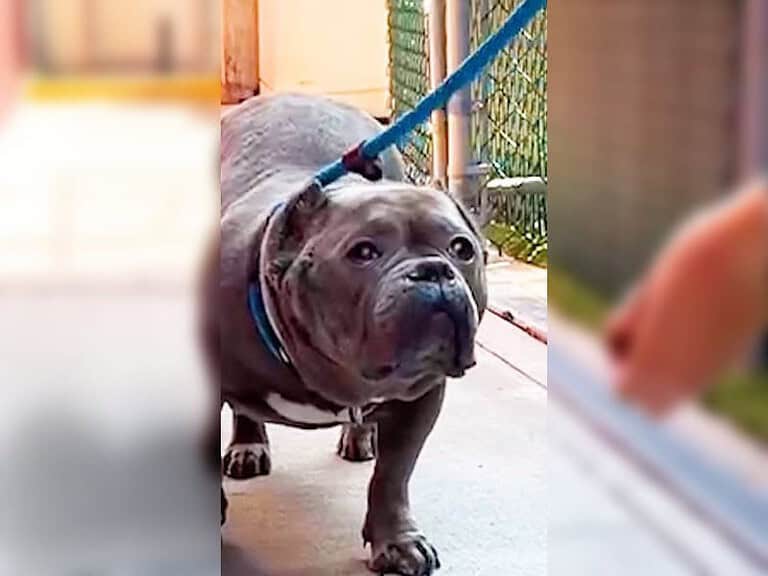 Traumatisierte Pitbull-Hündin findet nach Jahren im Tierheim endlich Zuhause