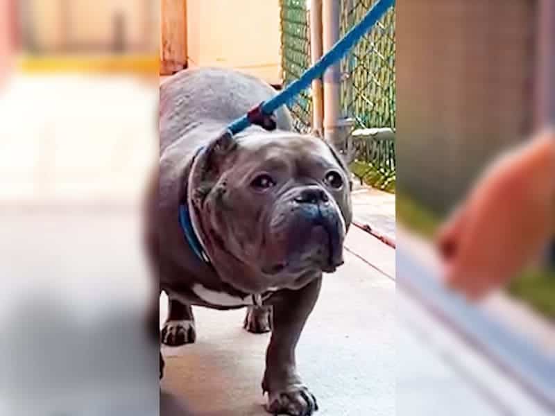 Traumatisierte Pitbull-Hündin findet nach Jahren im Tierheim endlich Zuhause