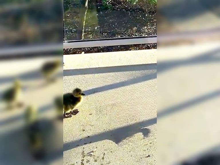 Treue Wildgans wählt seit Jahren Terrasse als sicheren Brutplatz