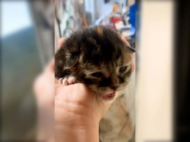 Unterkühltes Katzenbaby kämpft im dunklen Keller ums Überleben