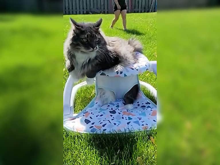 Verlassener Kater verwandelt sich in fürsorglichen Familienvater