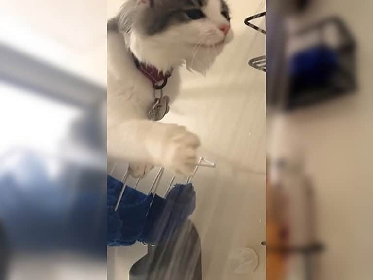 Vernachlässigte Katze sucht verzweifelt Nähe unter laufender Dusche