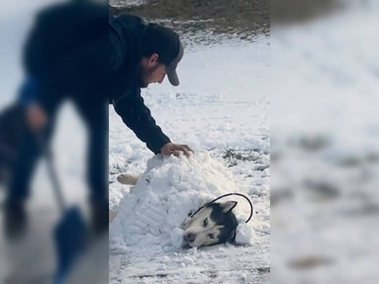 Vernachlässigter Husky erlebt nach Jahren ersten Schnee