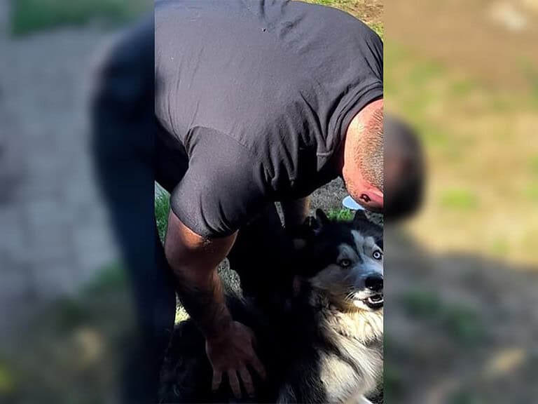 Vernachlässigter Husky vegetiert jahrelang in trostlosem Hinterhof
