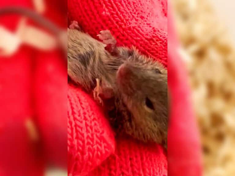 Verzweifelte Maus fleht im Supermarkt Menschen um Hilfe an