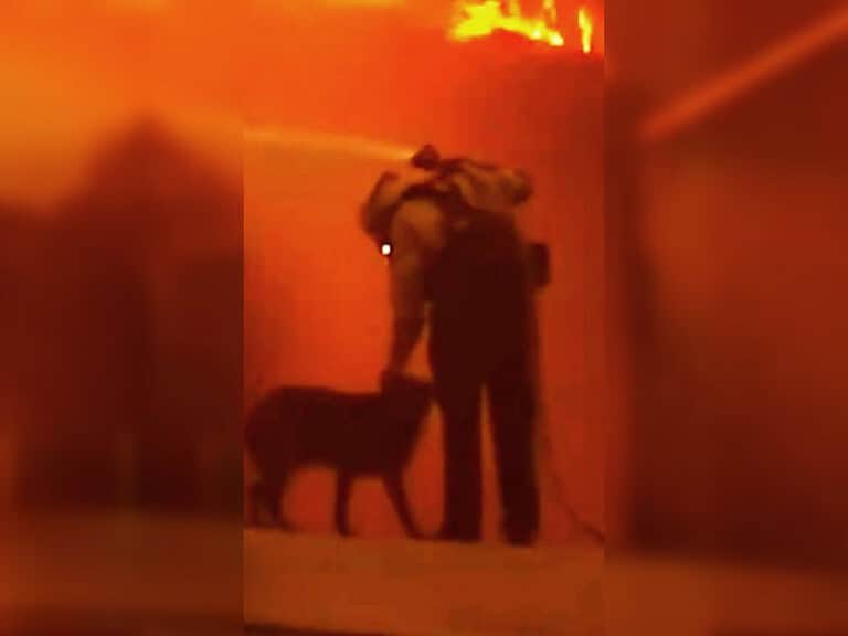 Verzweifelter Hund überlebt apokalyptische Waldbrände in Los Angeles