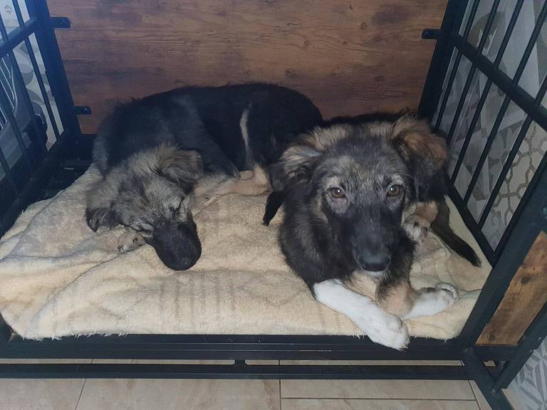 Ronja und zwar nicht die Räubertochter