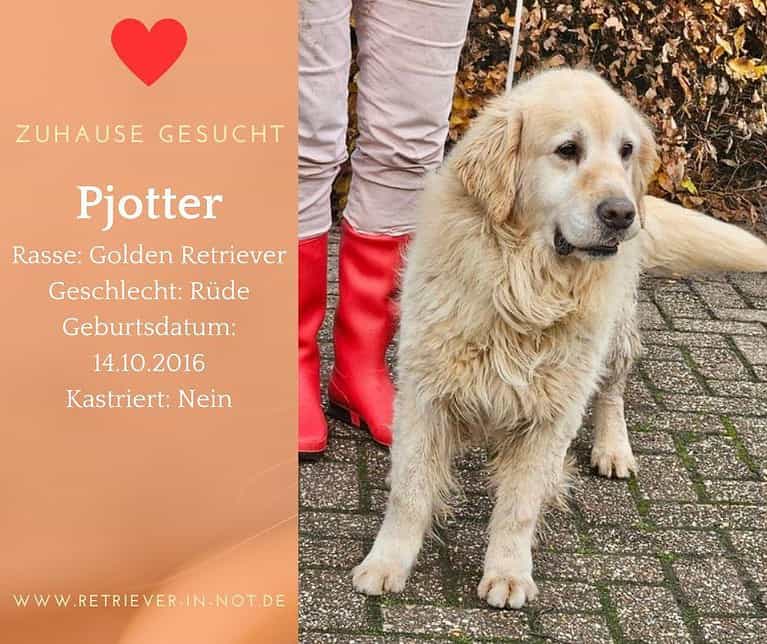 Pjotter – Ein Herz auf vier Pfoten