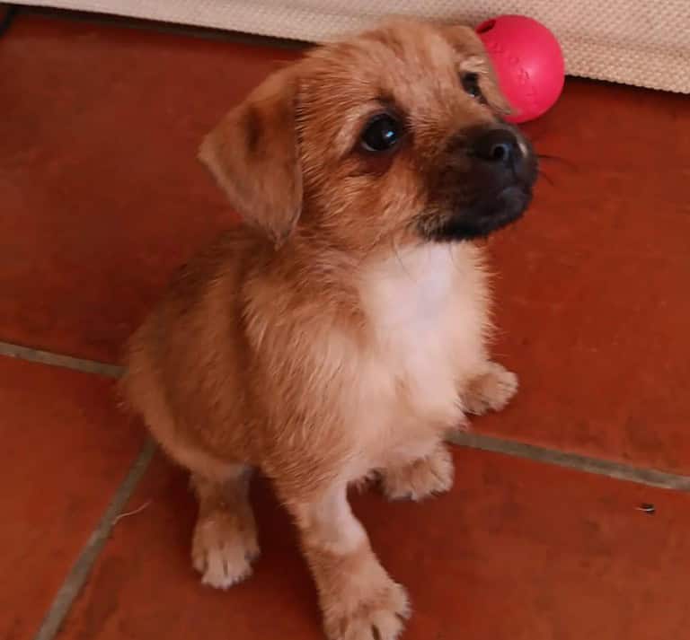 HAZEL