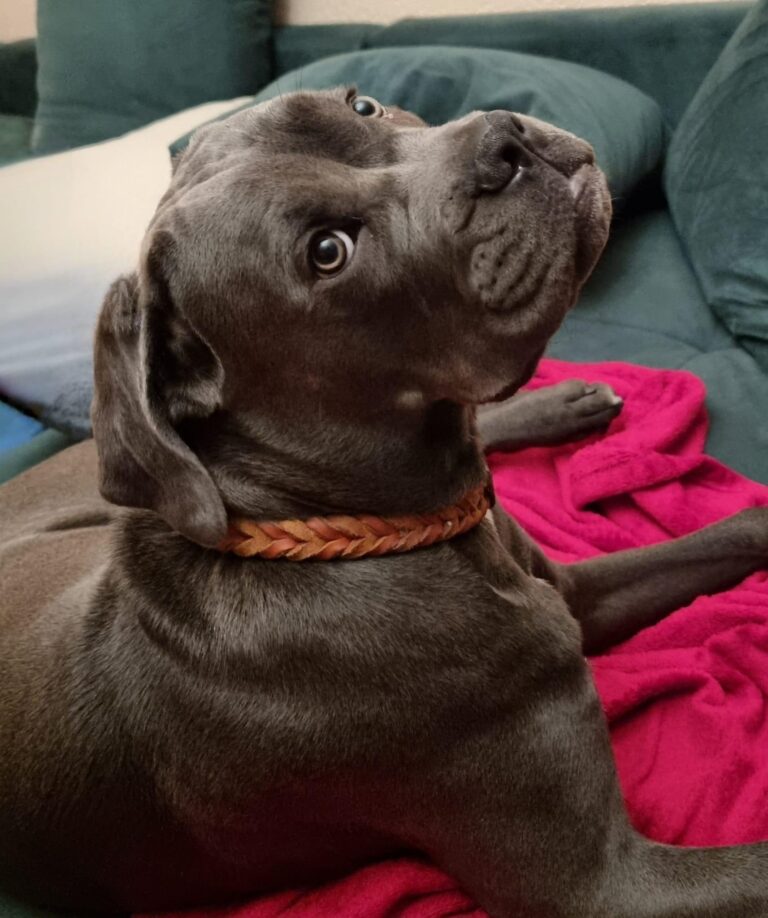 Cane Corso Marlo sucht sein Zuhause