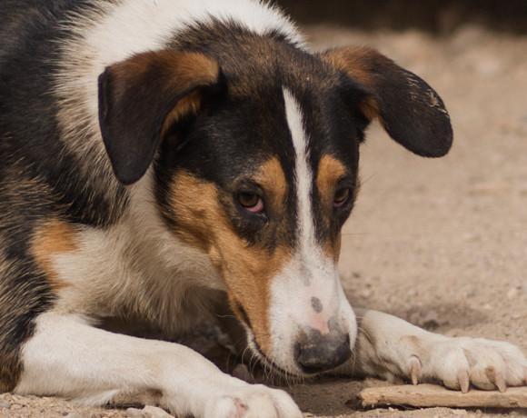 ROCCO💙fröhlicher Collie-Bracke-Mix