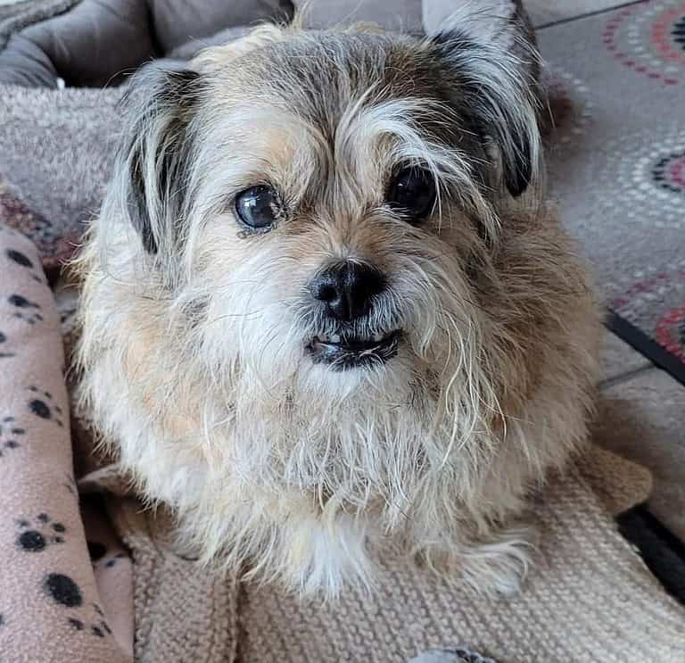 TRUDI
