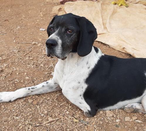 Ein ❤️für den agilen 3beinigen CASIMIR��