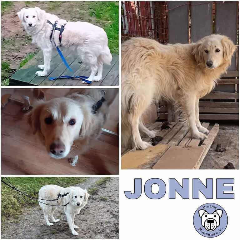 JONNE -sucht ruhiges Zuhause-