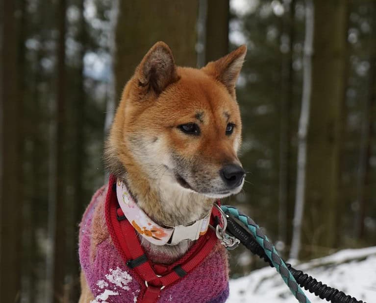 Sachiko – freundlich, schüchtern