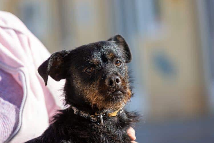 Blacky – Zuhause gesucht