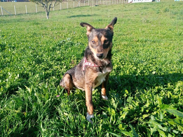 Verspielter TAZ sucht sein Körbchen!