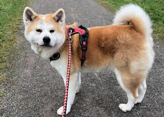 MIKO, m., kastr., Akita Inu, ca. 60 cm