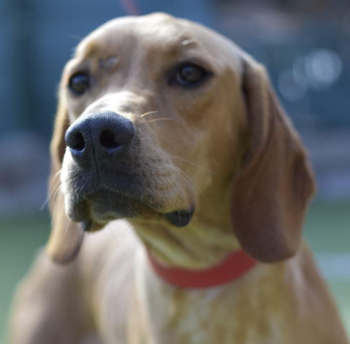 SCOOBY – liebenswert & wunderschön ❤