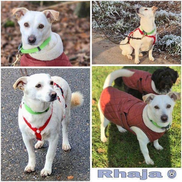 RHAJA -Ruhig & liebevoll-