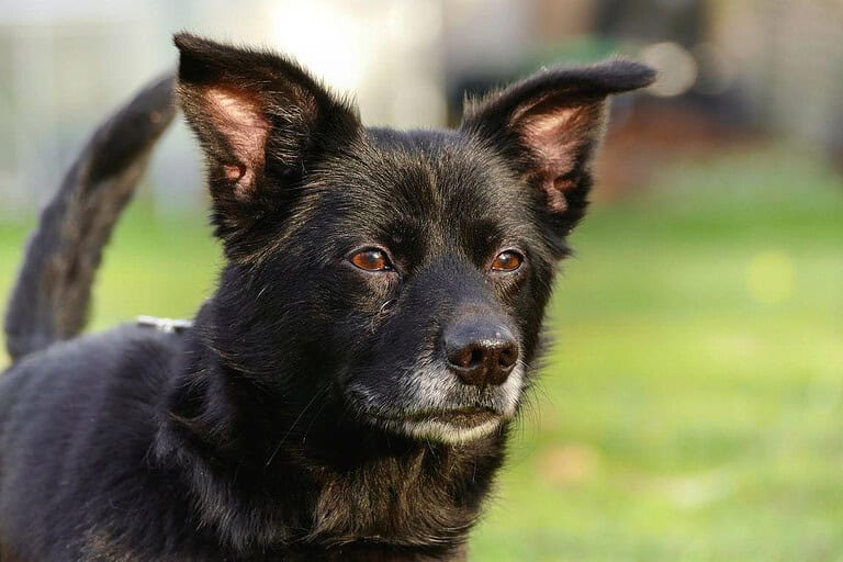 Buddy sucht seine Herzensmenschen