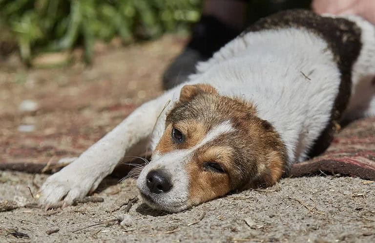Irmgard❤️sucht Körbchen fürs Leben