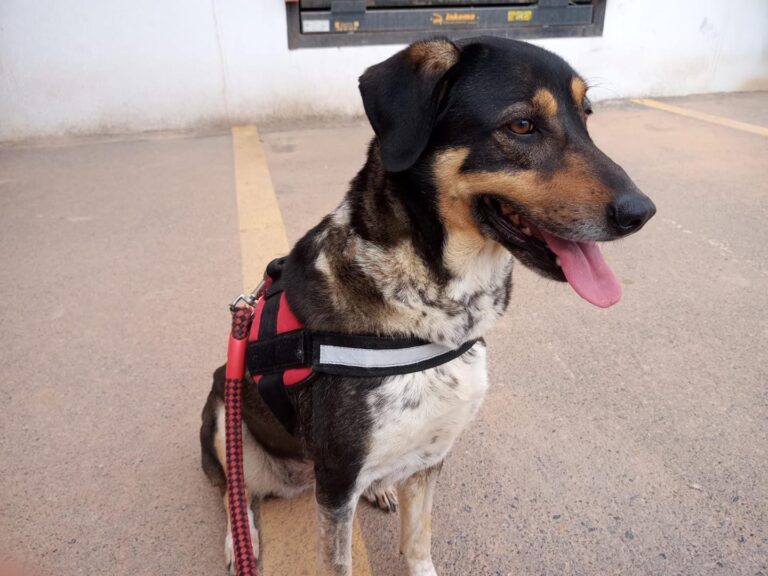 Juanita – Hündin in Spanien