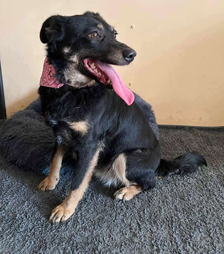 Nala; mit Drahtschlinge gequält