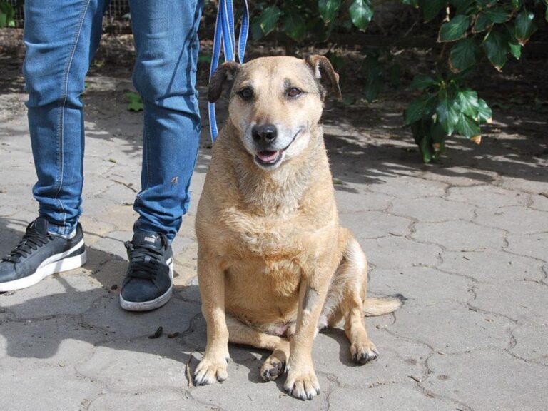 WILLI, fitter Hundesenior