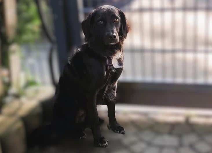 ❤️Der schöne Odie…sucht sein Glück🍀