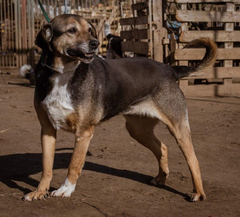 Folti, zauberhafte + so liebe Hundeomi